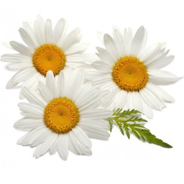 Chamomile