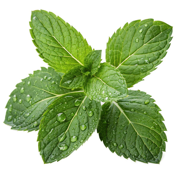Mint